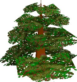 Oak Tree